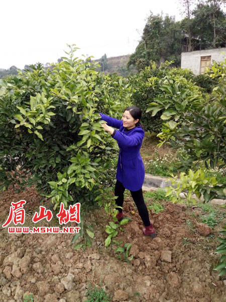 广阔农村大有作为饮料承包商改行种柑橘