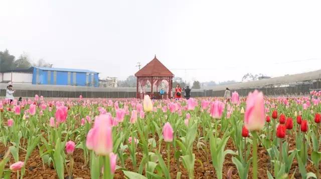 怡园花田官网,怡园花田特惠票
