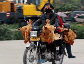 禽流感没有疫情的地区该如何防护,禽流感的主要应对措施