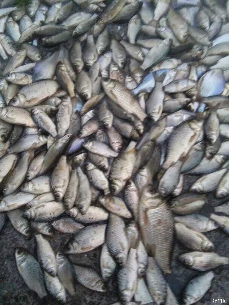 酒米钓鱼的绝密配方,各种酒米饵料诱鱼效果