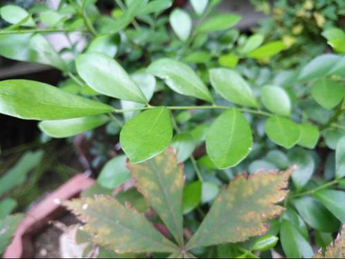 华为p10处理器麒麟960升级鸿蒙,华为p10搭载了海思麒麟960处理器