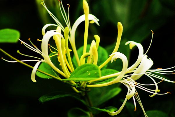 别错过五种常见野菜好吃又营养,春天有什么野菜有药用价值