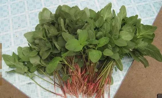 别错过五种常见野菜好吃又营养,春天有什么野菜有药用价值