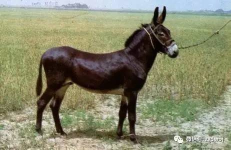 肉驴养殖行情走势,养殖肉驴有前景吗