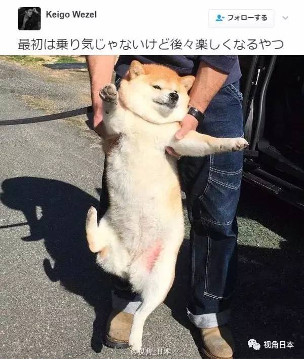 趣闻三则会打嗝的无脸男存钱罐突然心情好的柴犬