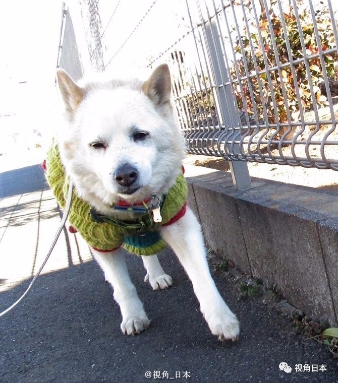 趣闻三则会打嗝的无脸男存钱罐突然心情好的柴犬