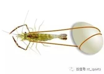 步子迈大了容易扯着筋,步子迈大了容易扯蛋出处