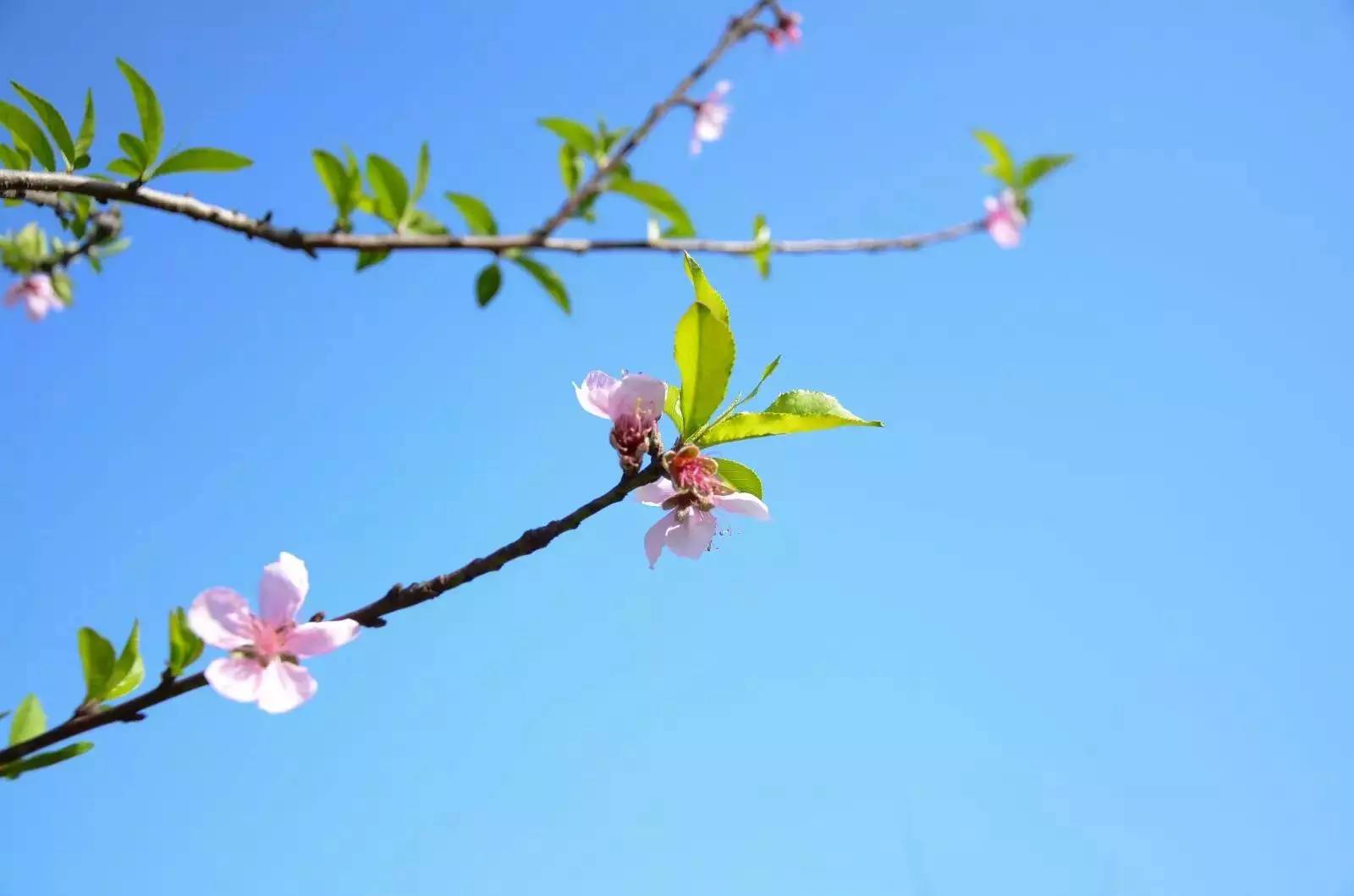 福师大版诗词大会｜长安辞赋星雨谣，仓旗才俊巧成章