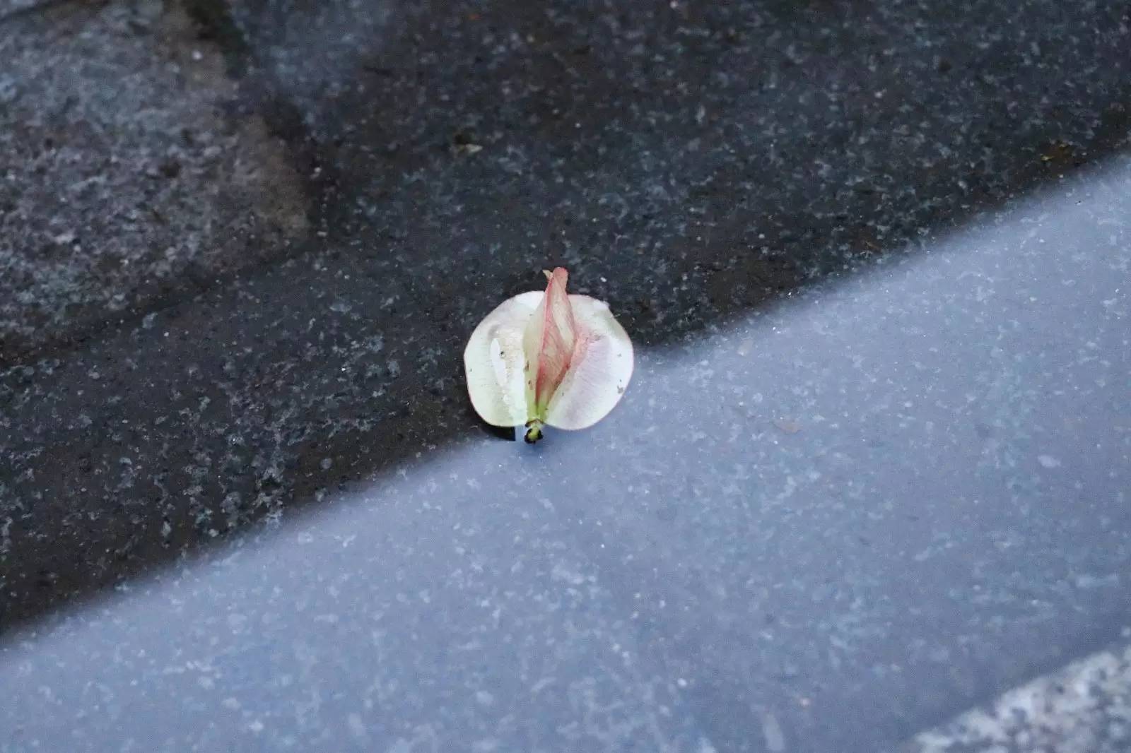 福师大版诗词大会｜长安辞赋星雨谣，仓旗才俊巧成章