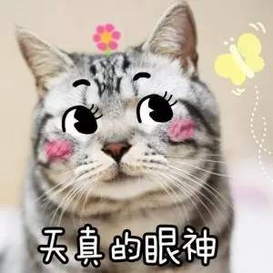 德国原装进口的产品,德国护肝最好的产品