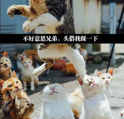 张家口电视台1套新闻回看,张家口新闻手机台