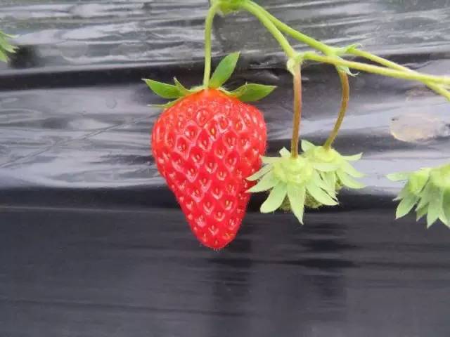 余杭最好吃的草莓,全国精品草莓金奖
