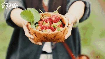 余杭最好吃的草莓,全国精品草莓金奖