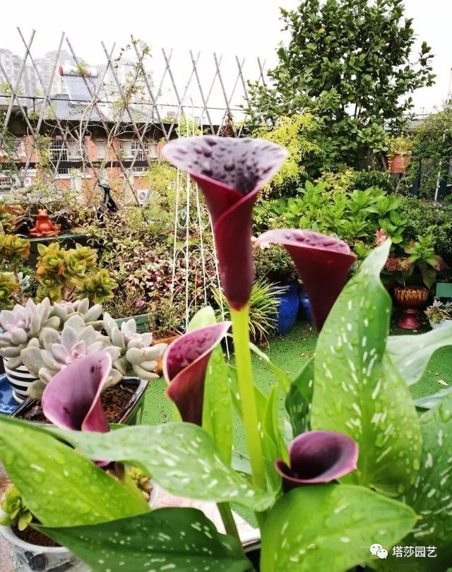 彩色马蹄莲教程,彩色马蹄莲问题