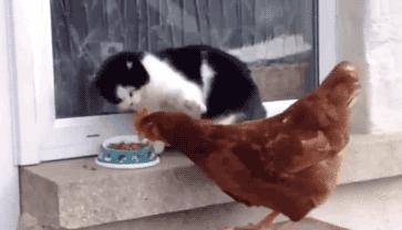 张家口电视台1套新闻回看,张家口新闻手机台