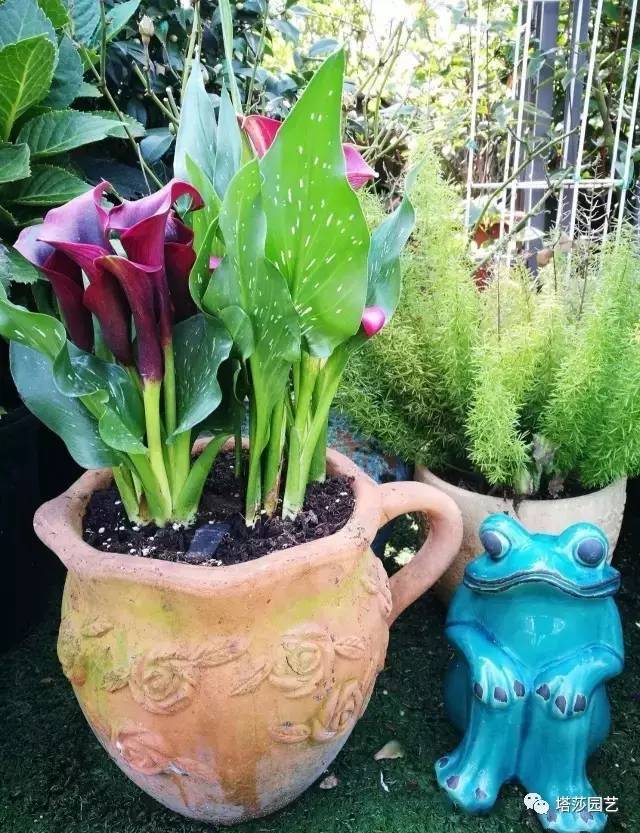彩色马蹄莲教程,彩色马蹄莲问题