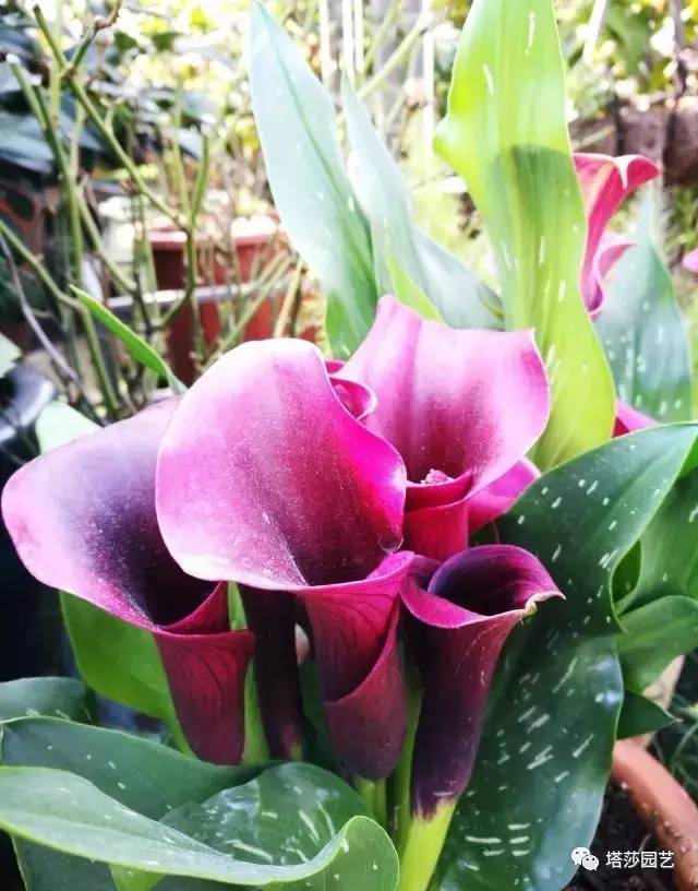 彩色马蹄莲教程,彩色马蹄莲问题