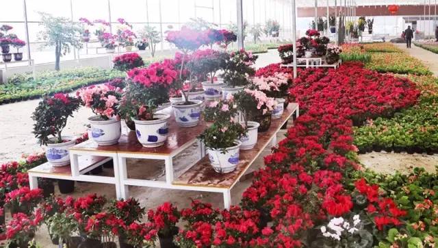 怡园花田官网,怡园花田特惠票