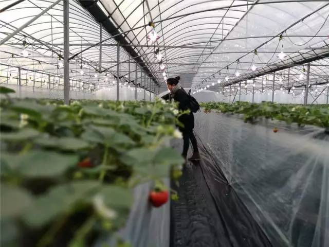 余杭最好吃的草莓,全国精品草莓金奖