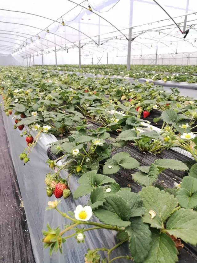 余杭最好吃的草莓,全国精品草莓金奖
