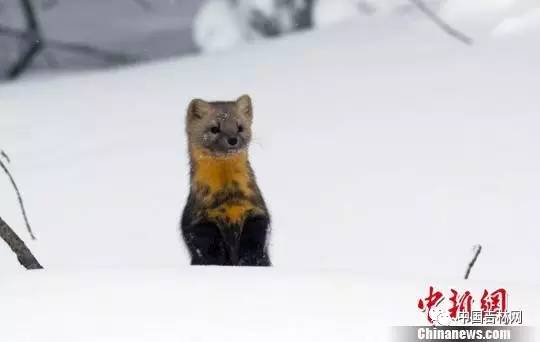 大学毕业生薪酬排行吉大月薪过万没？｜净水器哪家强？中消协告诉你！