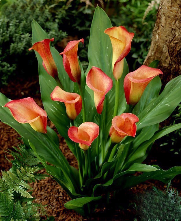 彩色马蹄莲教程,彩色马蹄莲问题