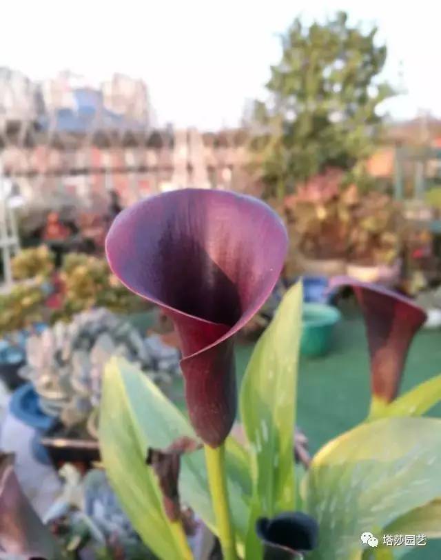 彩色马蹄莲教程,彩色马蹄莲问题