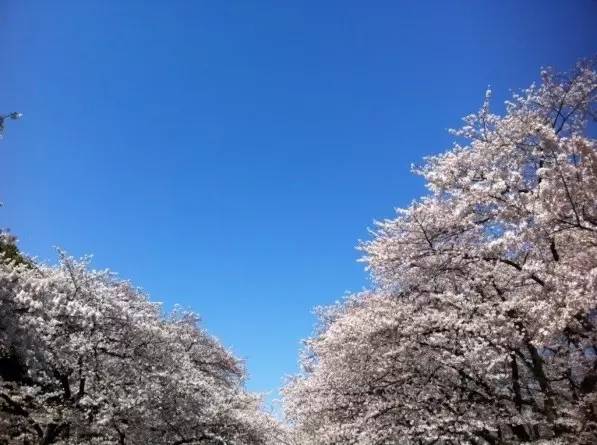 化妆品系列之二:资生堂作为日本首家西式调剂药房在银座成立名称源自中国《易经》