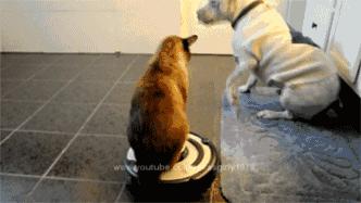 猫咪是高冷的还是粘人的,猫咪是高冷萌化吗