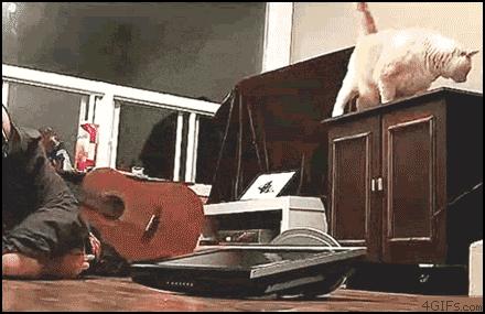 猫咪是高冷的还是粘人的,猫咪是高冷萌化吗