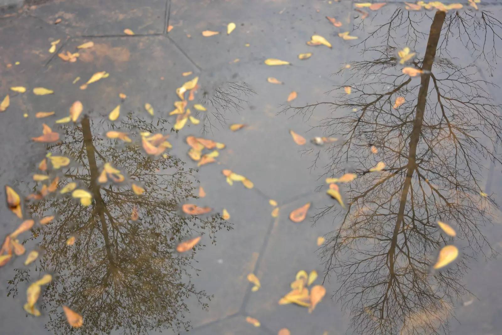 福师大版诗词大会｜长安辞赋星雨谣，仓旗才俊巧成章