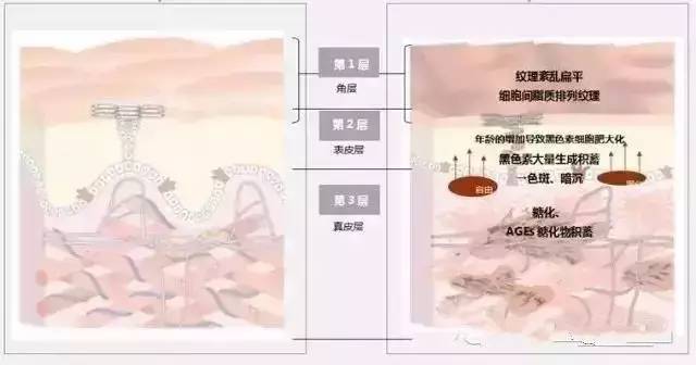 pola都什么系列,pola最好用的单品