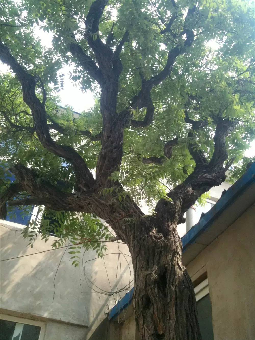 昌平南邵名字的由来,昌平南邵镇简介