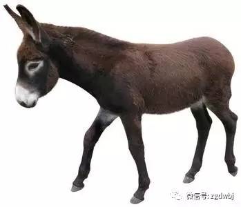 肉驴养殖行情走势,养殖肉驴有前景吗