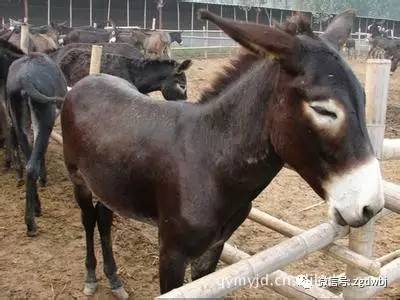 肉驴养殖行情走势,养殖肉驴有前景吗