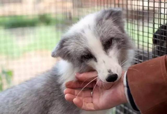 猫咪是高冷的还是粘人的,猫咪是高冷萌化吗