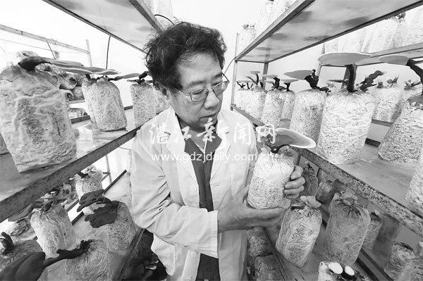 家庭种植灵芝危害 (湛江种植灵芝能致富)