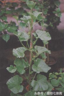 水果盆栽种植哈密瓜,种植水果盆栽哈密瓜