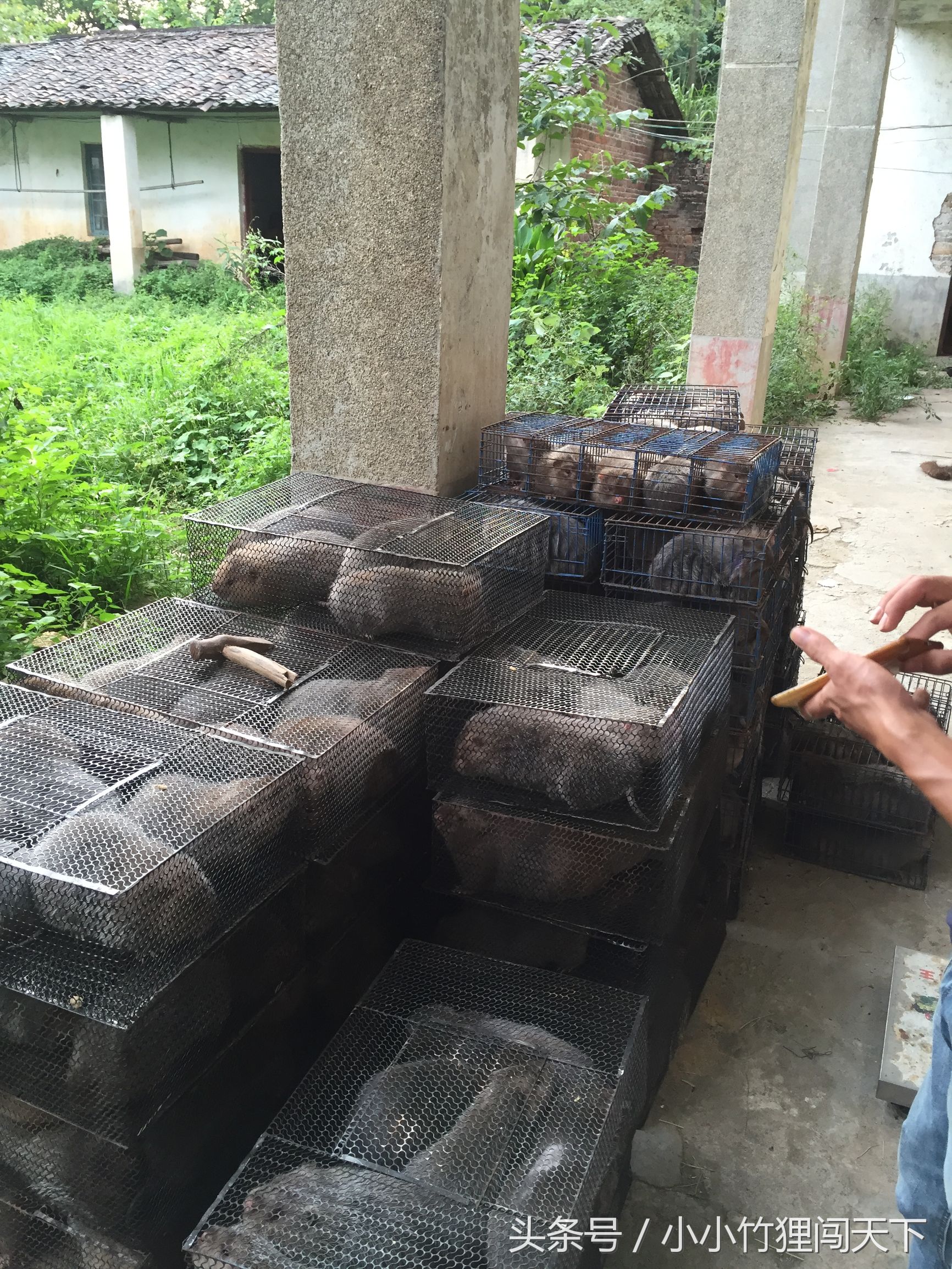 养殖竹鼠违法吗,竹鼠养殖合法吗