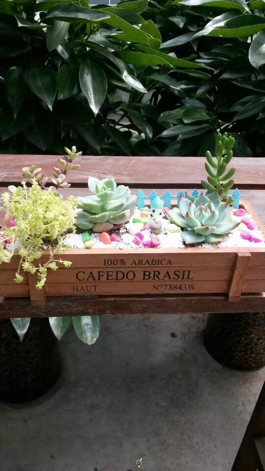 怎么开多肉植物店,多肉植物实体店开店流程