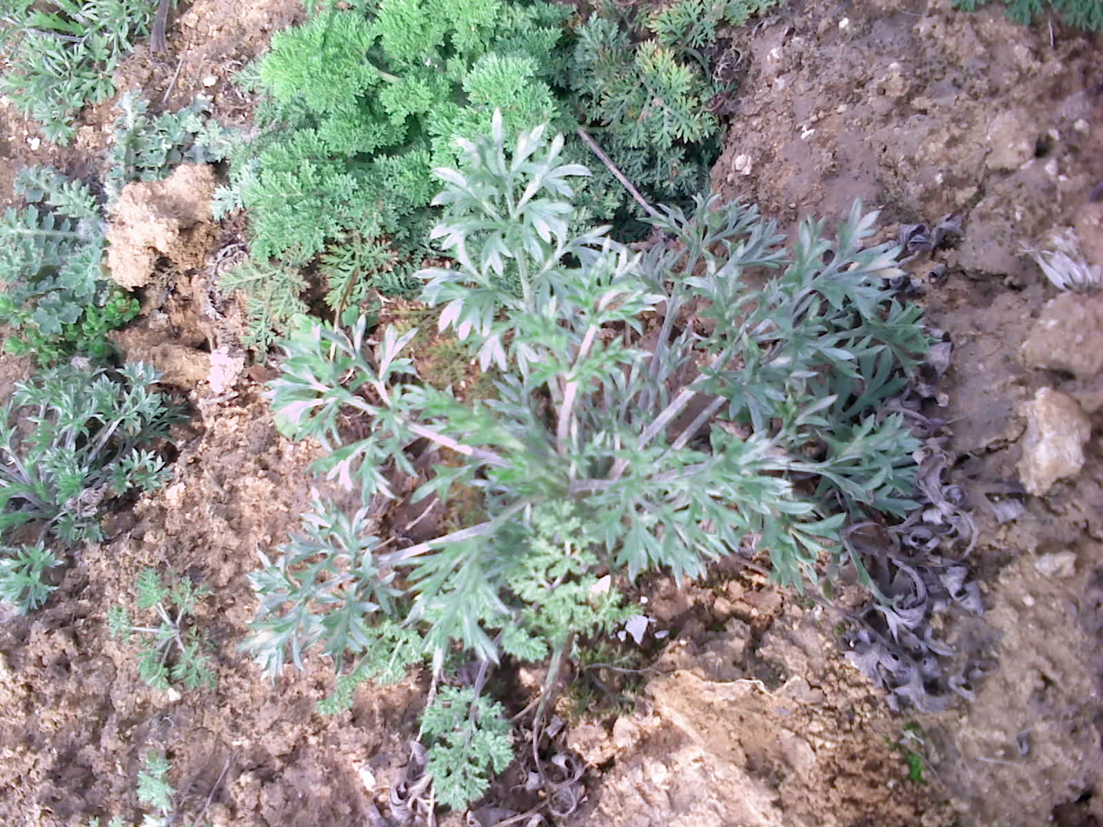 运城美食野菜,运城田间美食推荐