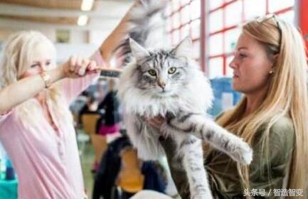 一只猫一套房子值钱吗,一只猫一套房子值多少钱