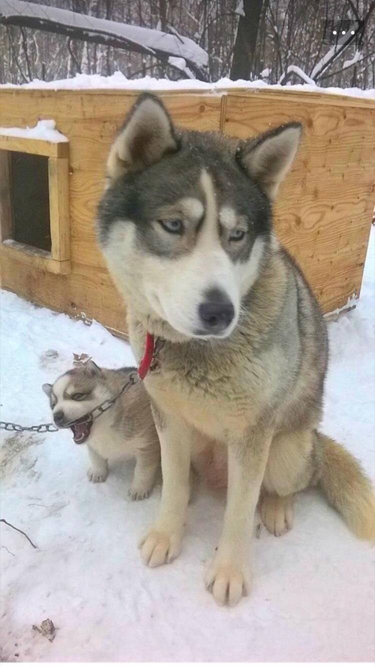 劣质狗粮该怎么处理呢,劣质狗粮吃了短期内会出问题吗