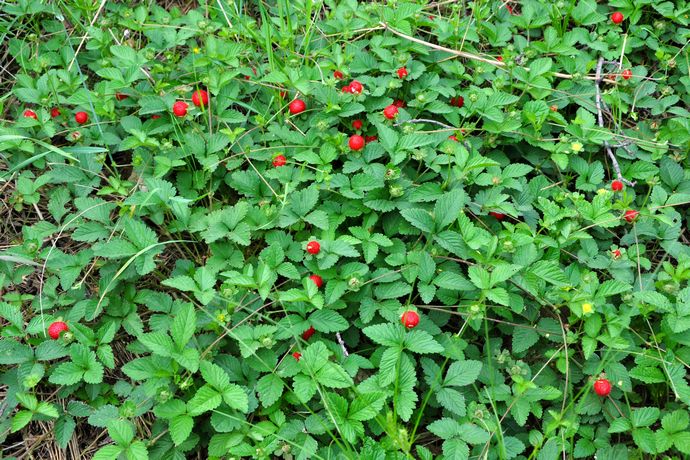 小时候想吃又不敢吃的蛇莓不仅无毒，反而有药用价值