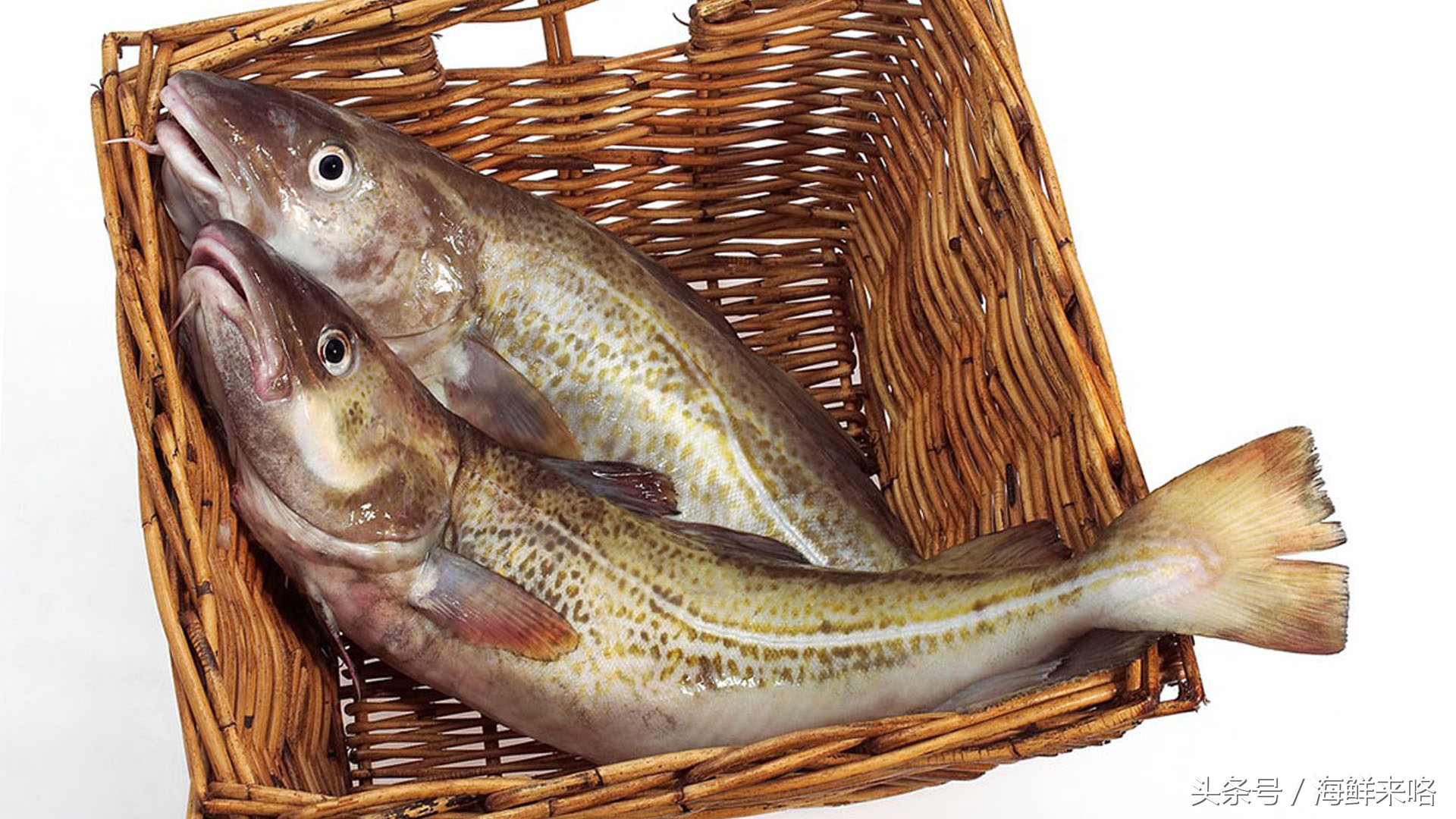 哪种海鱼吃着最简单,哪种海鱼喜欢吃肉