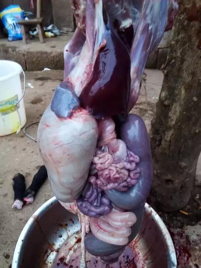 母羊产后不吃还低温嘴里流沫,母羊产后不吃草嘴还流水