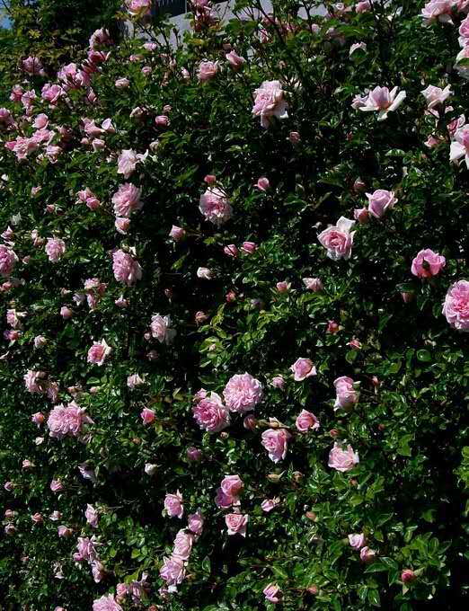 一个古老的品种——波旁藤本月季