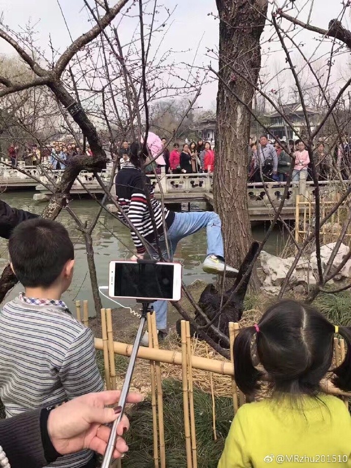 瘦西湖黑天鹅哀嚎,扬州瘦西湖景区黑天鹅被虐事件