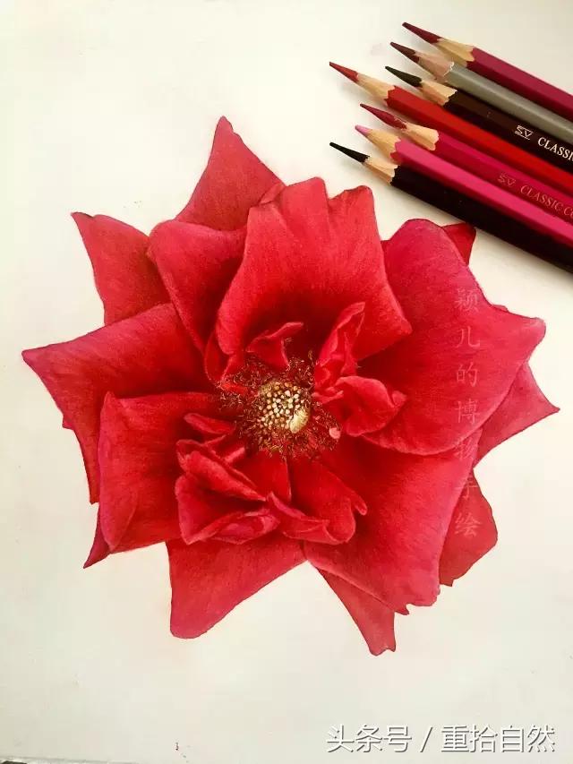 第三朵玫瑰｜鲜花饼里的“墨红”