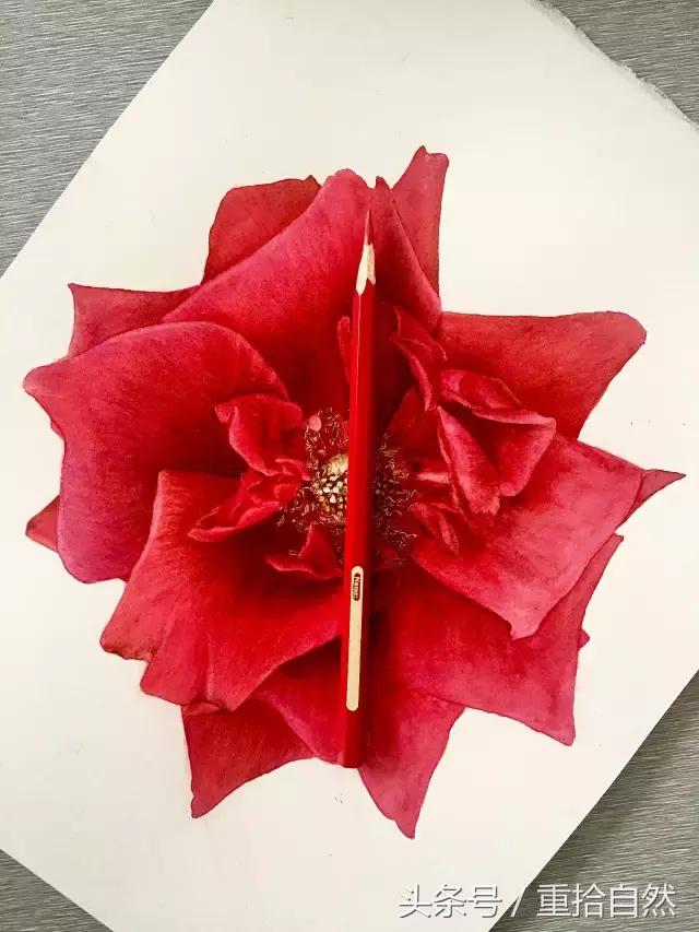 第三朵玫瑰｜鲜花饼里的“墨红”